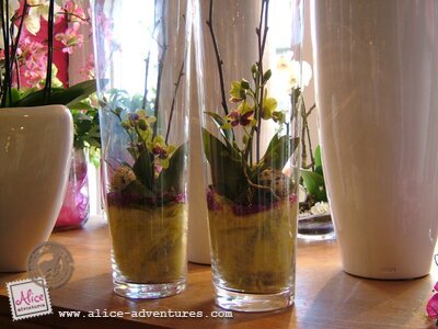 Alice Adventures Orchidee Ranonkeltje Alice Adventures Orchidee Ranonkeltje